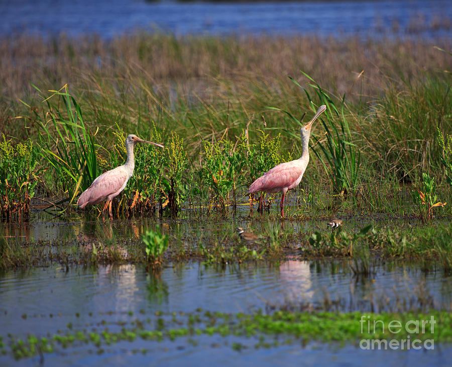 Spoonbill Photograph - Roseate Spoonbills by Louise Heusinkveld