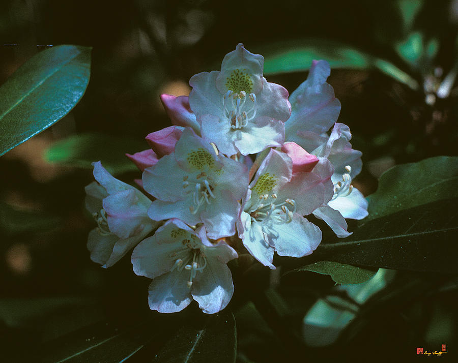 Rosebay Rhododendron 3B Photograph by Gerry Gantt