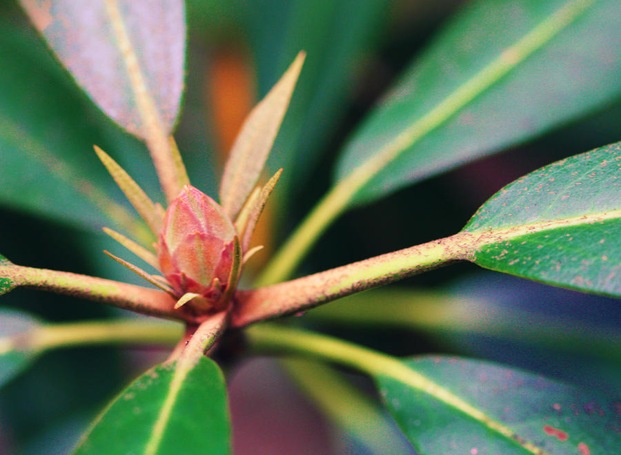 Rosebay Rhododendron Bud Photograph by Susie Weaver