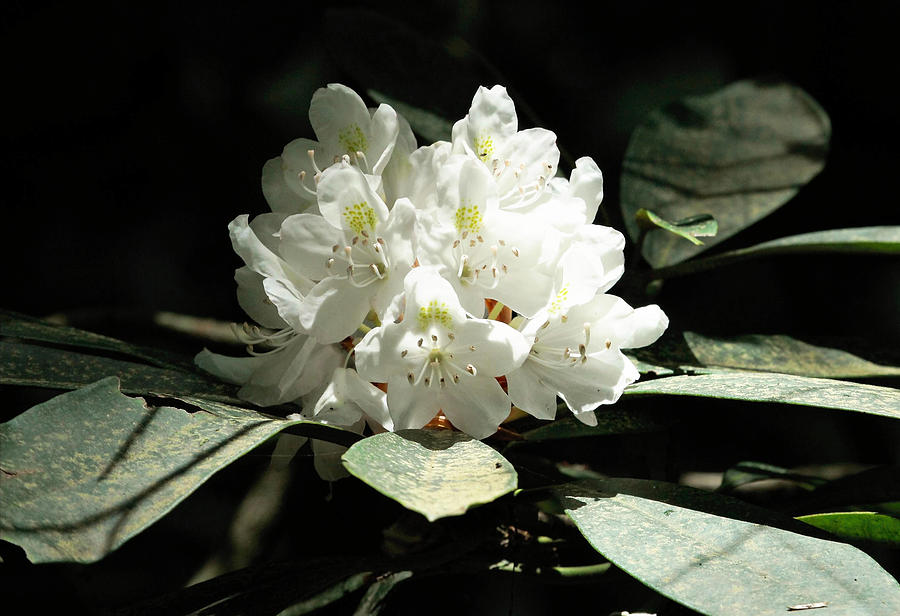 Rosebay Rhododendron Photograph by Larry Parker
