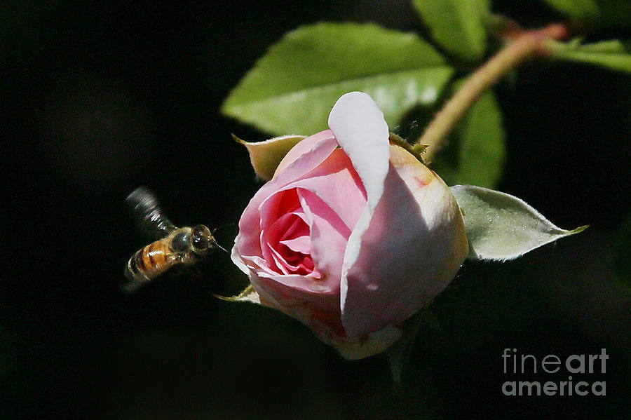 Rose Photograph - Rosebud Bee by Tom Cheatham