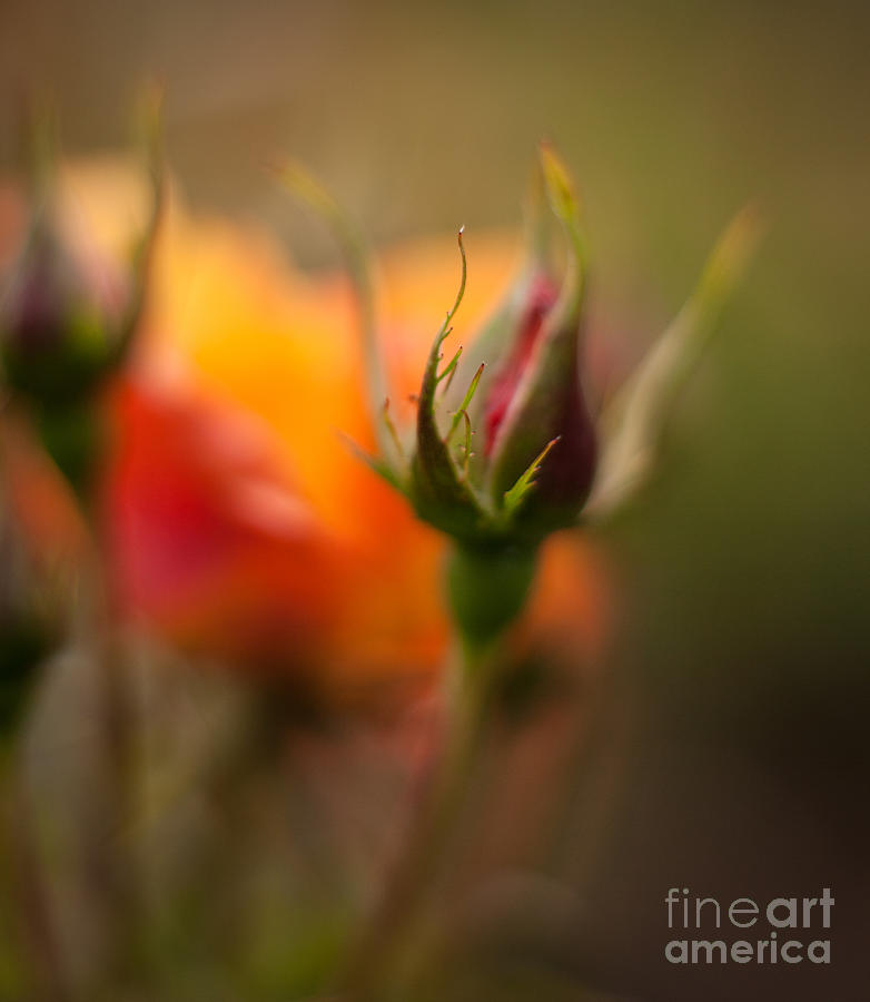 Rose Photograph - Rosebud Details Soft by Mike Reid