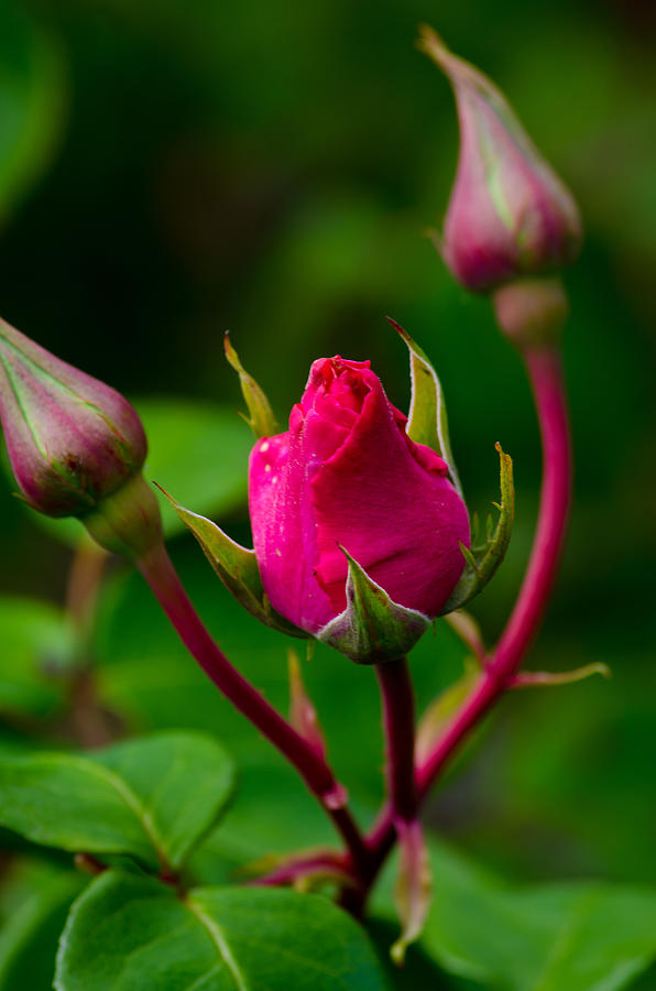 Rosebud Photograph by Tikvah's Hope - Fine Art America