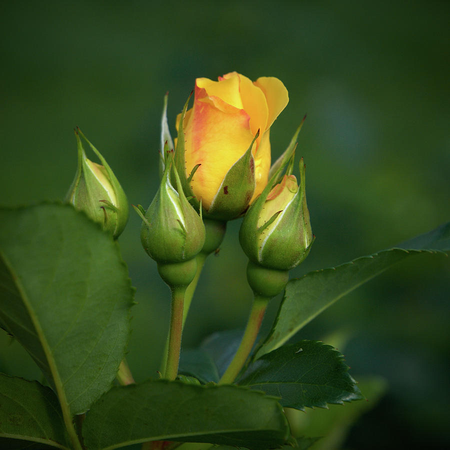 Rosebuds 2 Photograph by Jouko Lehto