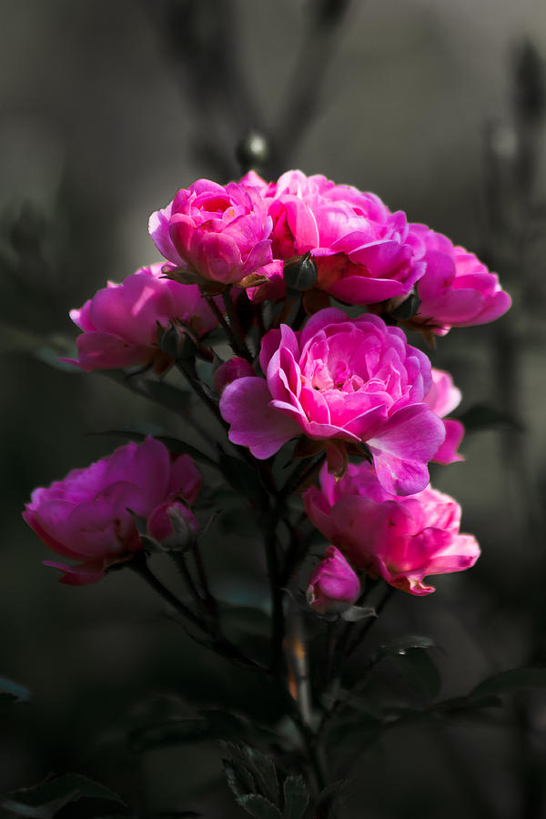 Rose Photograph - Rosebuds by Dawn OConnor