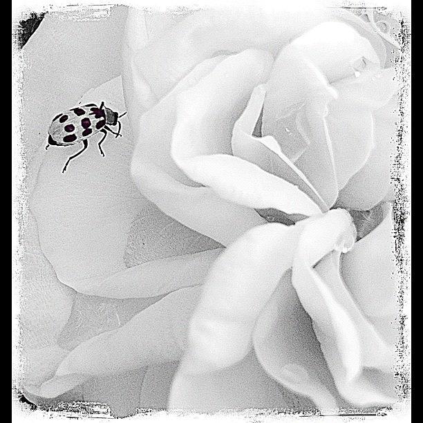 Rose Photograph - #rose#bug#insta_pick_macro by Rita Frederick