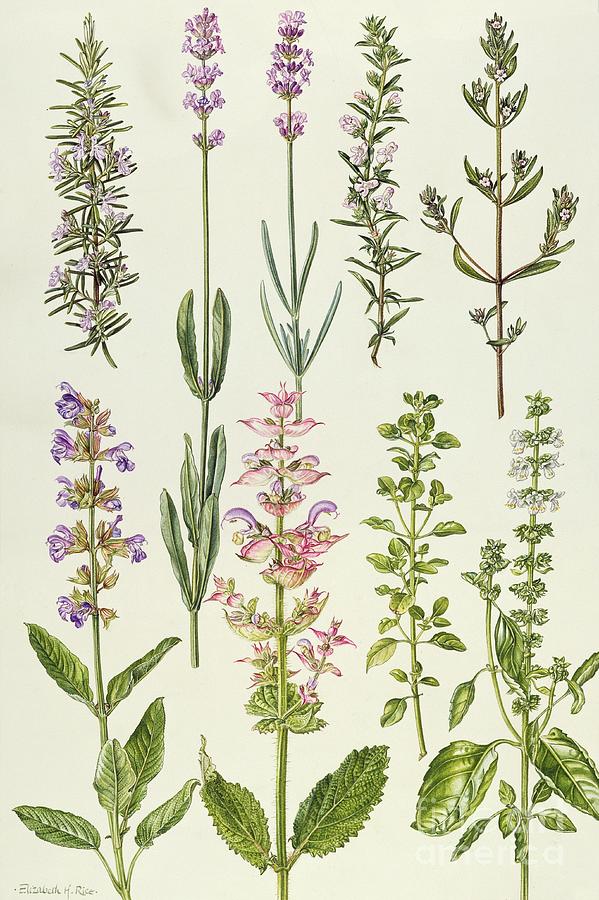 Herb Botanical Drawing