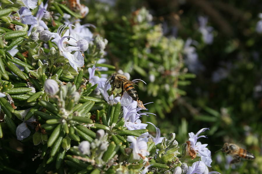 Rosemary and the Bees Photograph by Berta Barocio-Sullivan - Fine Art ...