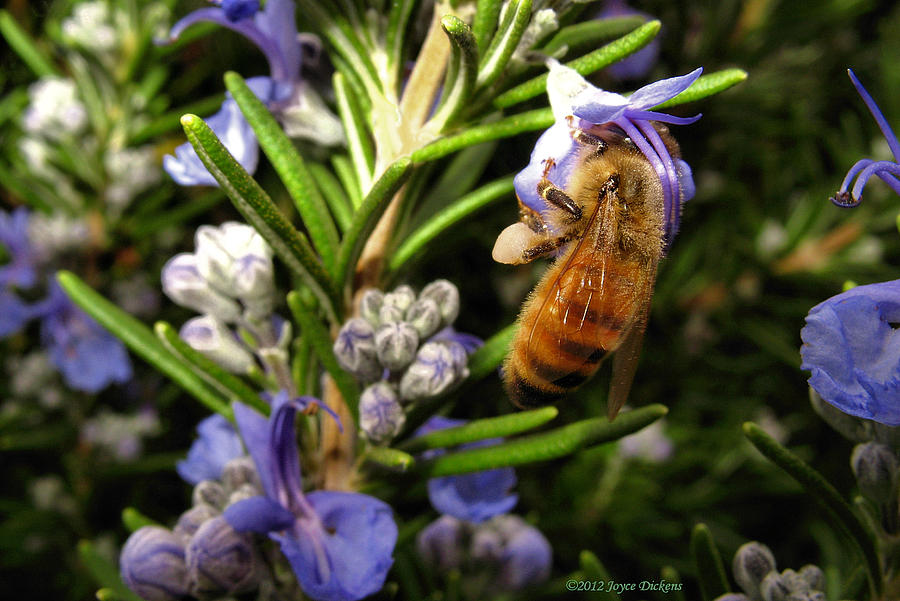 Rosemary Honeybee Photograph by Joyce Dickens