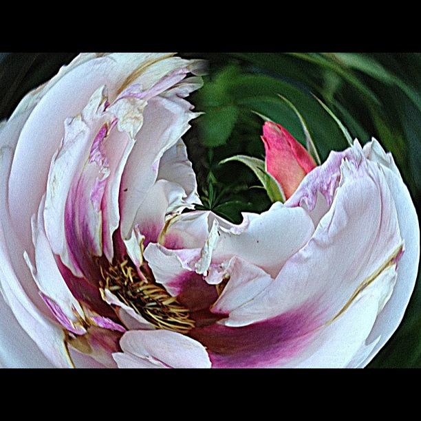 Rose Photograph - #rose#roses#roseporn #mygarden #garden by Rita Frederick