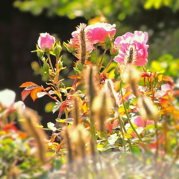 Summer Photograph - #roses ... #lensflare #flowers #pink by Linandara Linandara