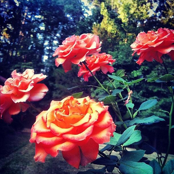 Nature Photograph - Roses :) #roses #orangeroses #flowers by Dallas Pollard
