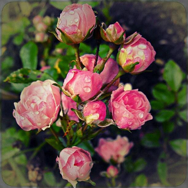 Rose Photograph - Roses by Linandara Linandara