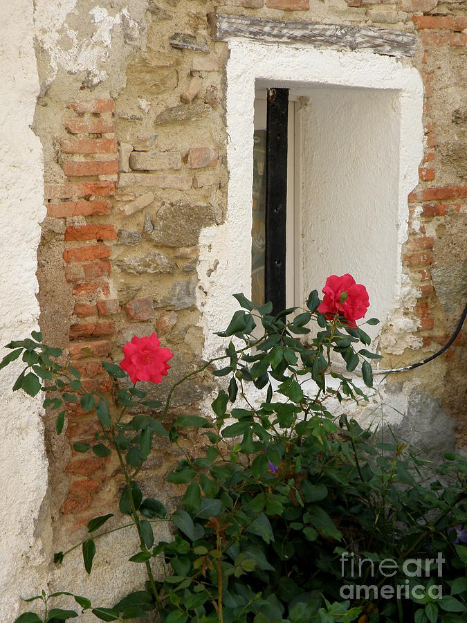 Roses and Antiquity  Photograph by Lainie Wrightson