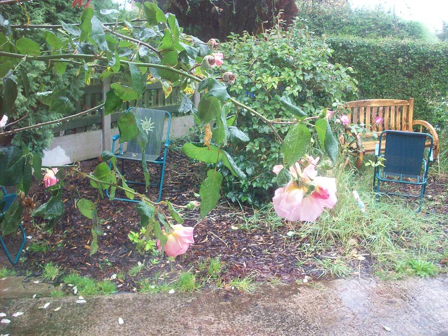 Roses and rain Photograph by Judith Desrosiers