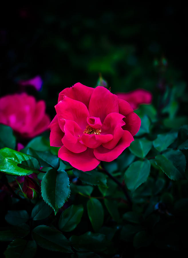 Rose Photograph - Roses are Fuchsia by Swift Family