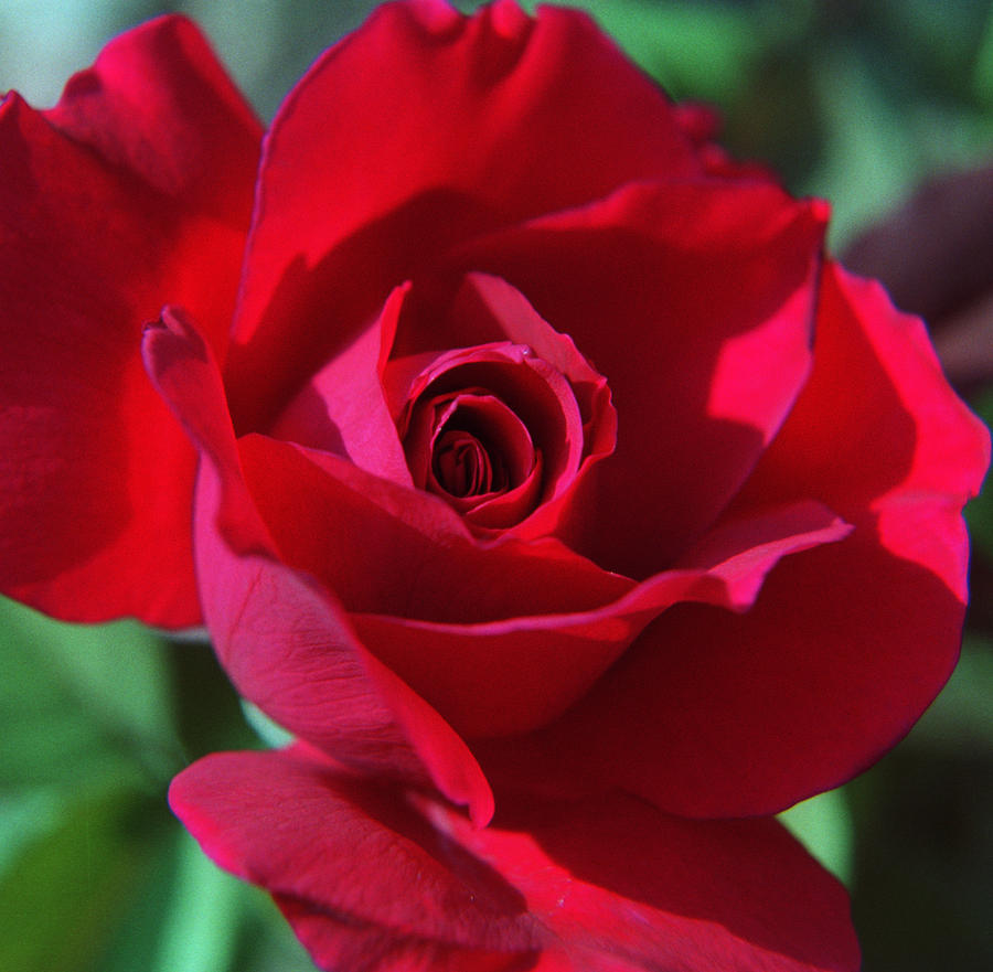 Roses are Red Photograph by Wanda Brandon