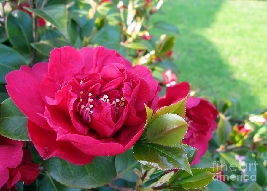 Spring Photograph - Roses. Crimson red. by Ausra Huntington nee Paulauskaite