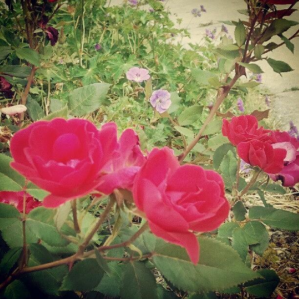 Rose Photograph - #roses #earlybird by Heather Hogan