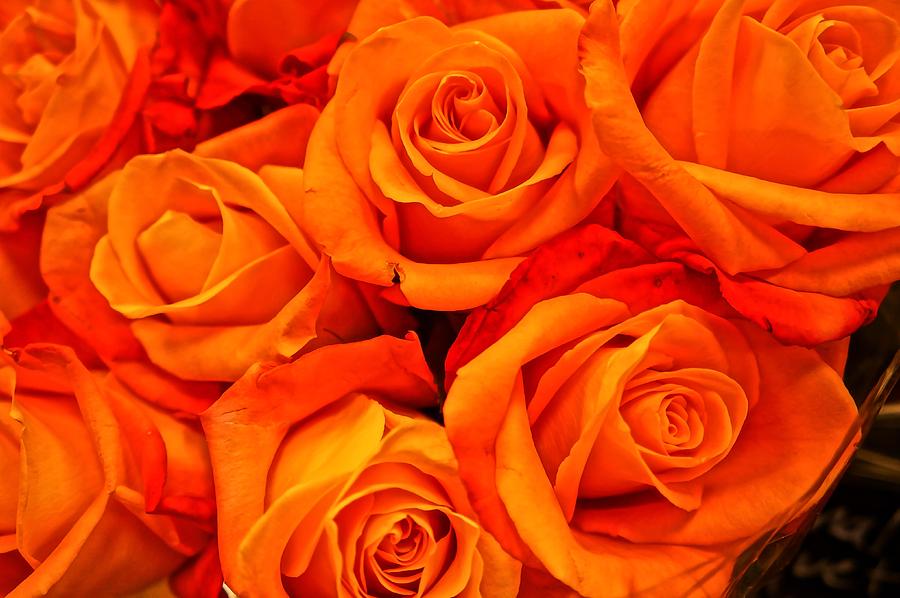 Roses for Fall Photograph by Ronda Broatch