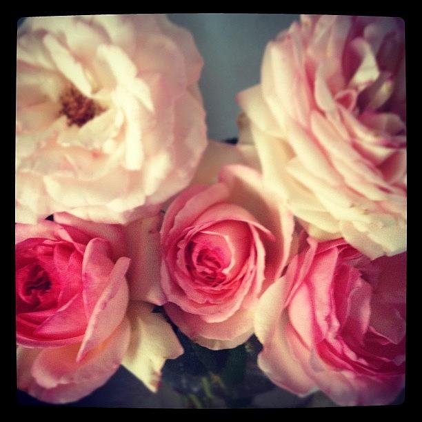 Roses From My Garden Photograph by Heidi Beaumont