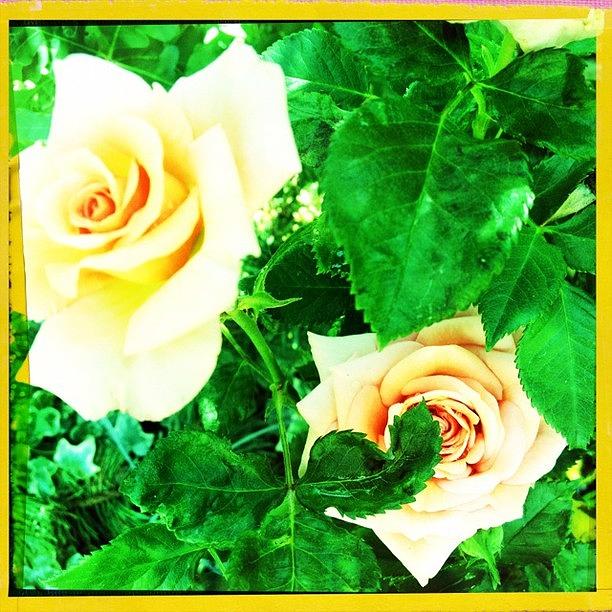 Rose Photograph - #roses... #hipstamatic #mattyaln #bigup by Jonelle Dansie