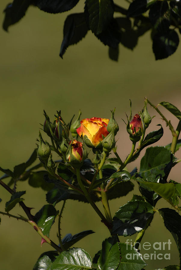 Roses I Digital Art by Leo Symon