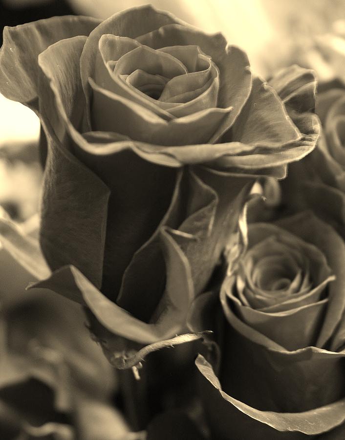 Roses in Black and White Photograph by Bruce Bley