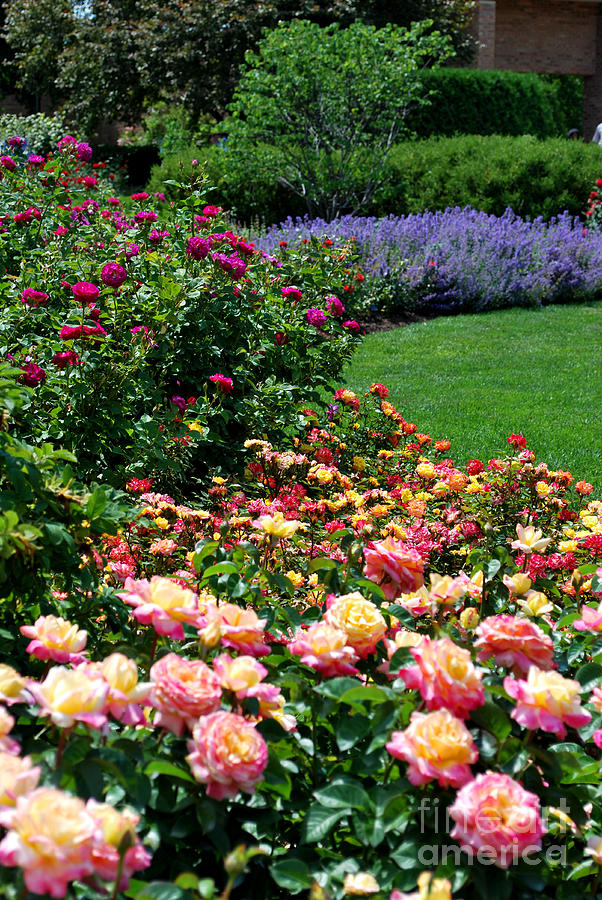 Rose Photograph - Roses in Bloom by Nancy Mueller