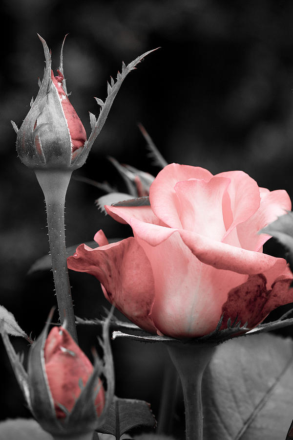 Roses in Pink and Gray Photograph by Michelle Joseph-Long