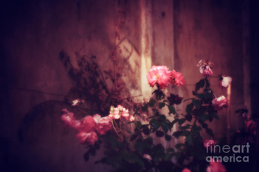Roses in pink light Photograph by Silvia Ganora