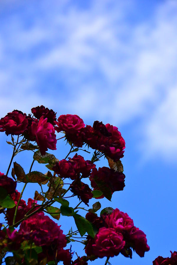 Roses In The Sky Photograph By Bonnie Myszka - Fine Art America