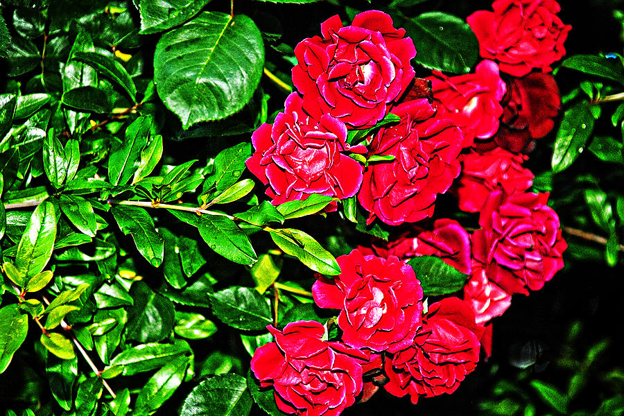 Roses Photograph by John Bennett
