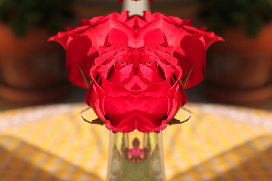 Roses Digital Art by Lauren Serene