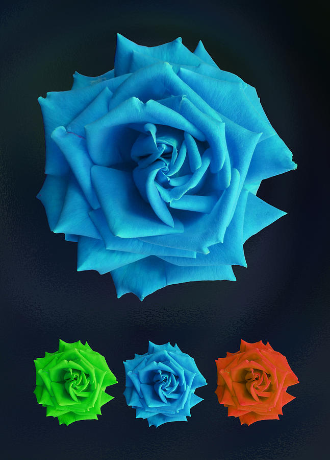 Rose Photograph - Roses by Nigel Chaloner Rose Photograph - Roses by Nigel Chaloner