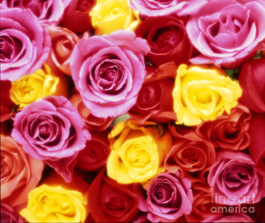 Roses Photograph by Robert Wiley - Fine Art America