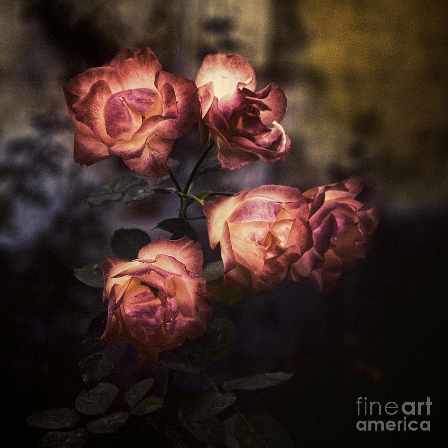 Rose Photograph - Roses by Silvia Ganora