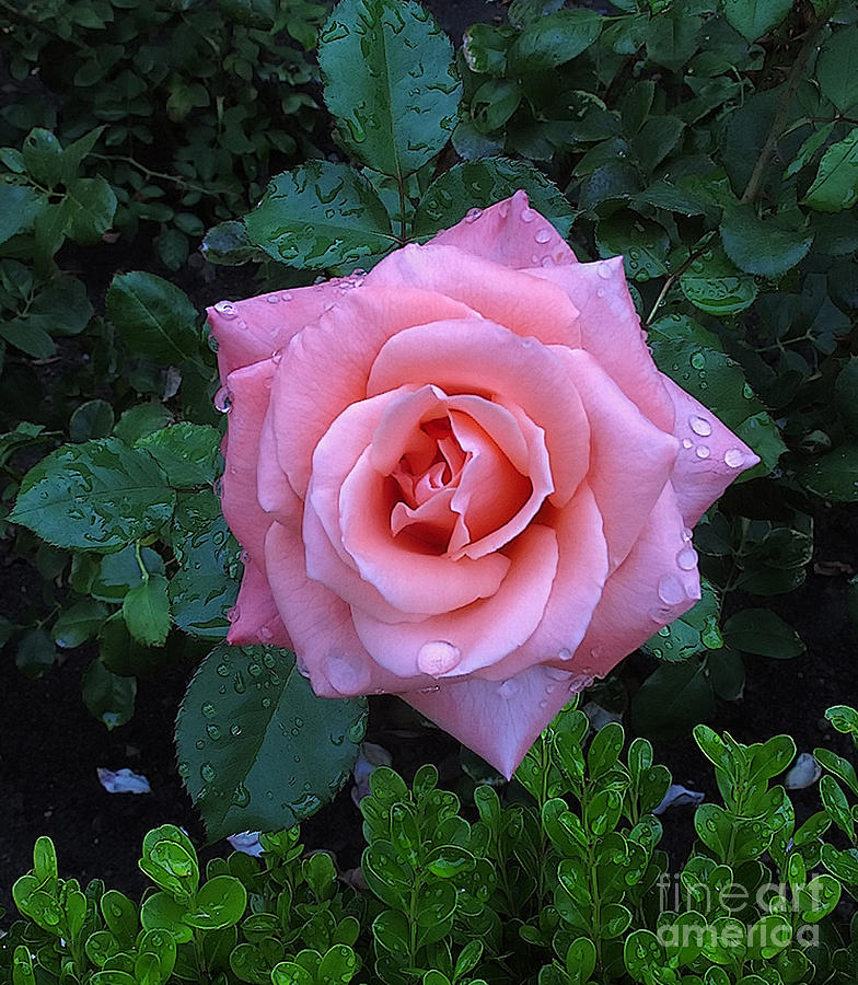 Rosey Pink Photograph by Clare VanderVeen