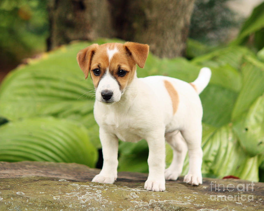 Jack Russell Beagle Cross Beagle | ppgbbe.intranet.biologia.ufrj.br