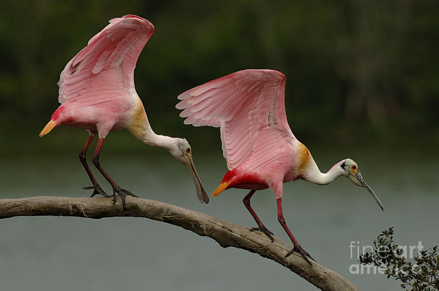 Roseate Spoonbills Photograph by Bob Christopher