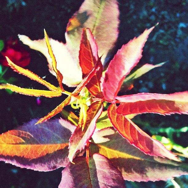 Garden Photograph - Rosy Glow - Rose Leaves Afternoon Light by Anna Porter