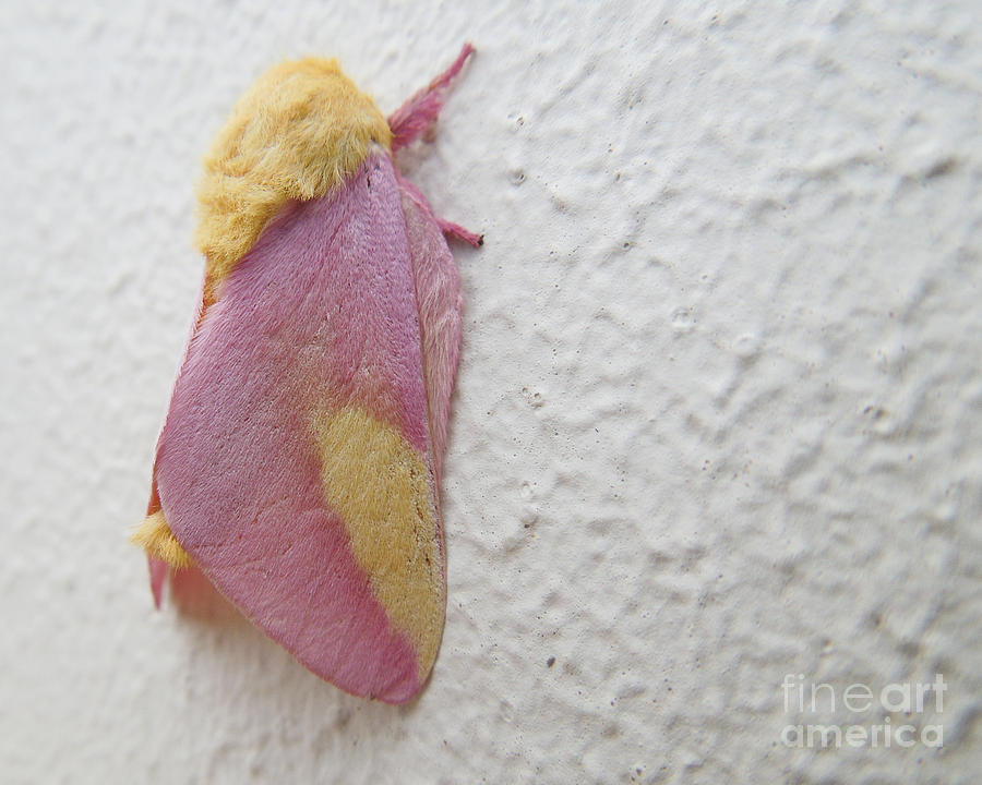 Rosy Maple Moth Photograph by Chad and Stacey Hall