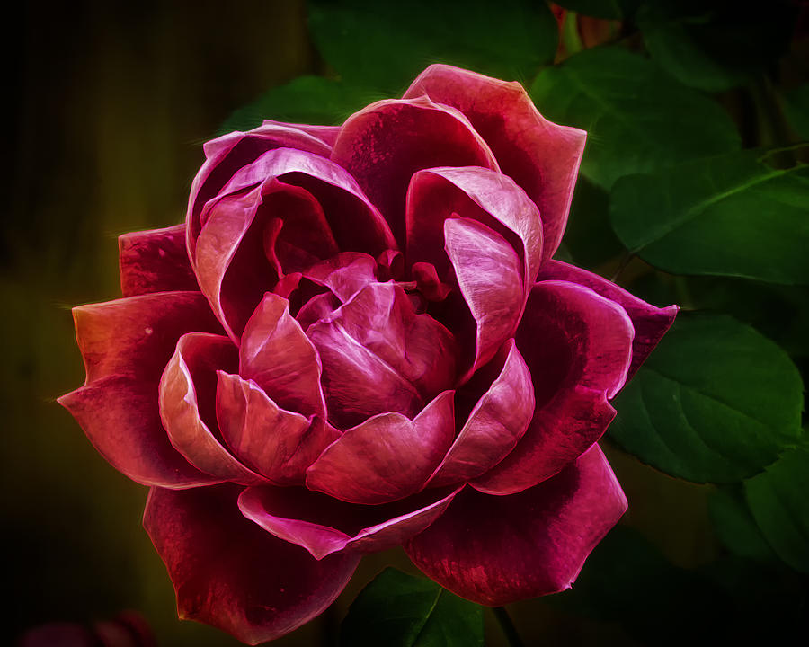 Rosy Pink Photograph by Bill and Linda Tiepelman