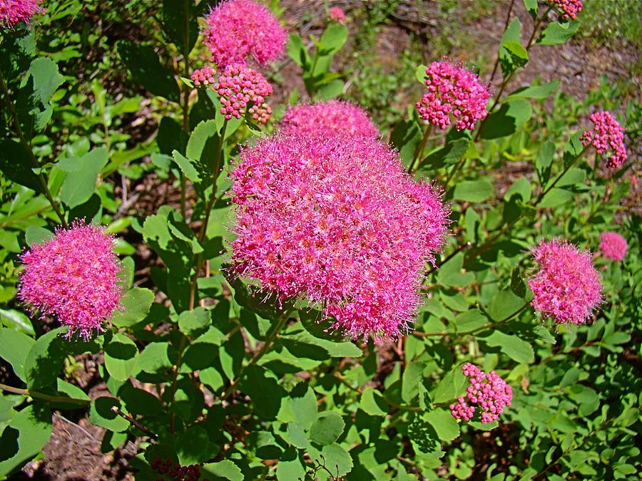 Rosy Spirea Photograph by Nick Kloepping