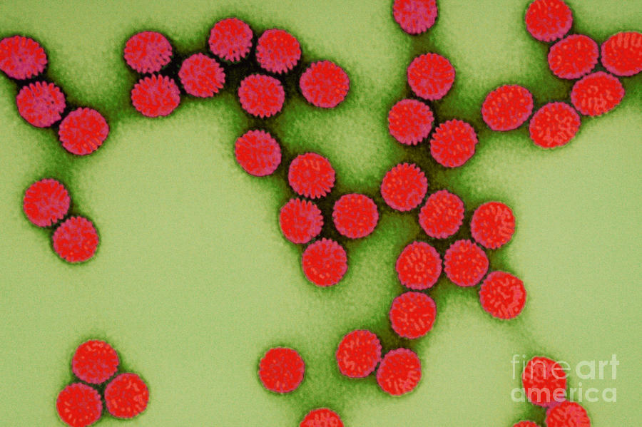 Rotavirus Photograph by Science Source