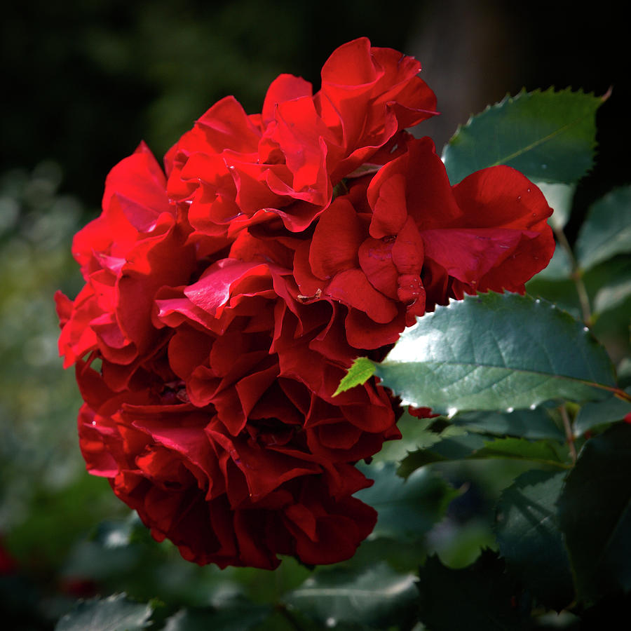 Roter korsar - rose Photograph by Jouko Lehto