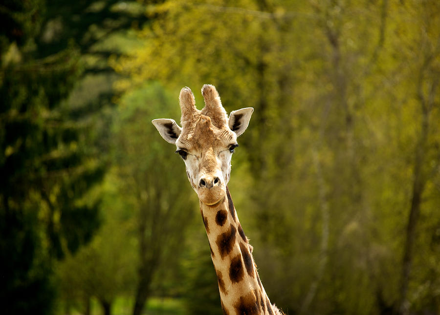 Nature Photograph - Rothschild giraffe by Ivan SABO