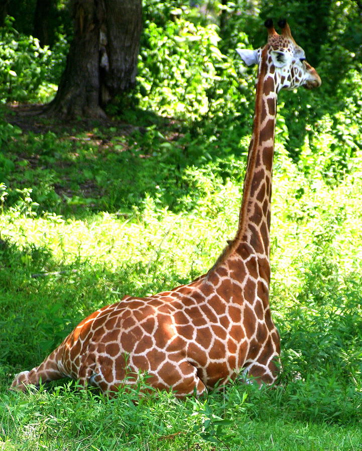 Giraffe Photograph - Rothschild Giraffe by Laurel Talabere