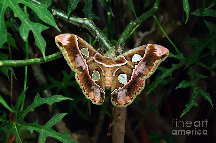 Rothschild Silkmoth  Photograph by Andee Design