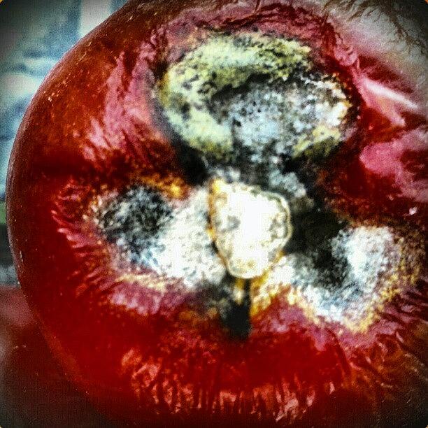 Android Photograph - Rotten Tomato #android by Marianne Dow